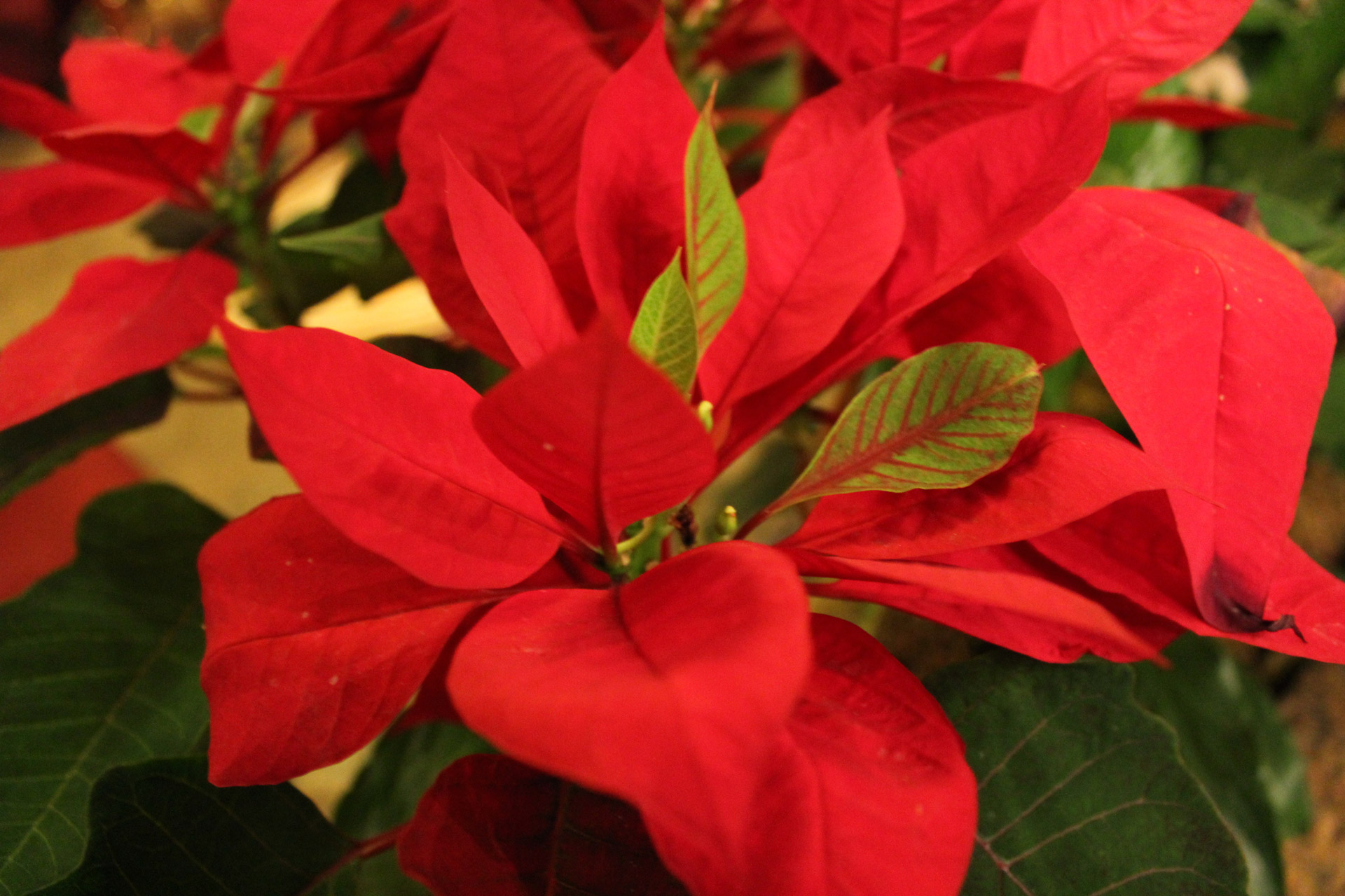poinsettia flower red flower holiday free photo
