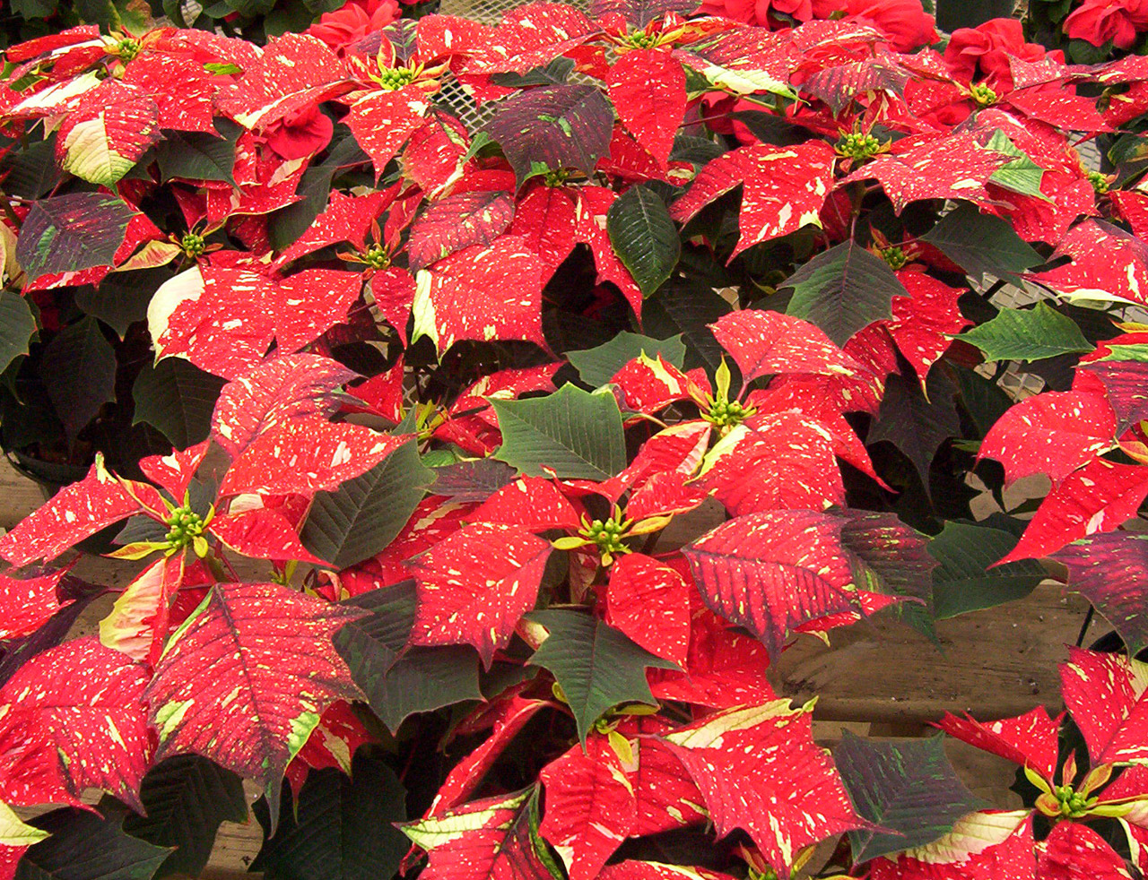 poinsettias flowers christmas free photo