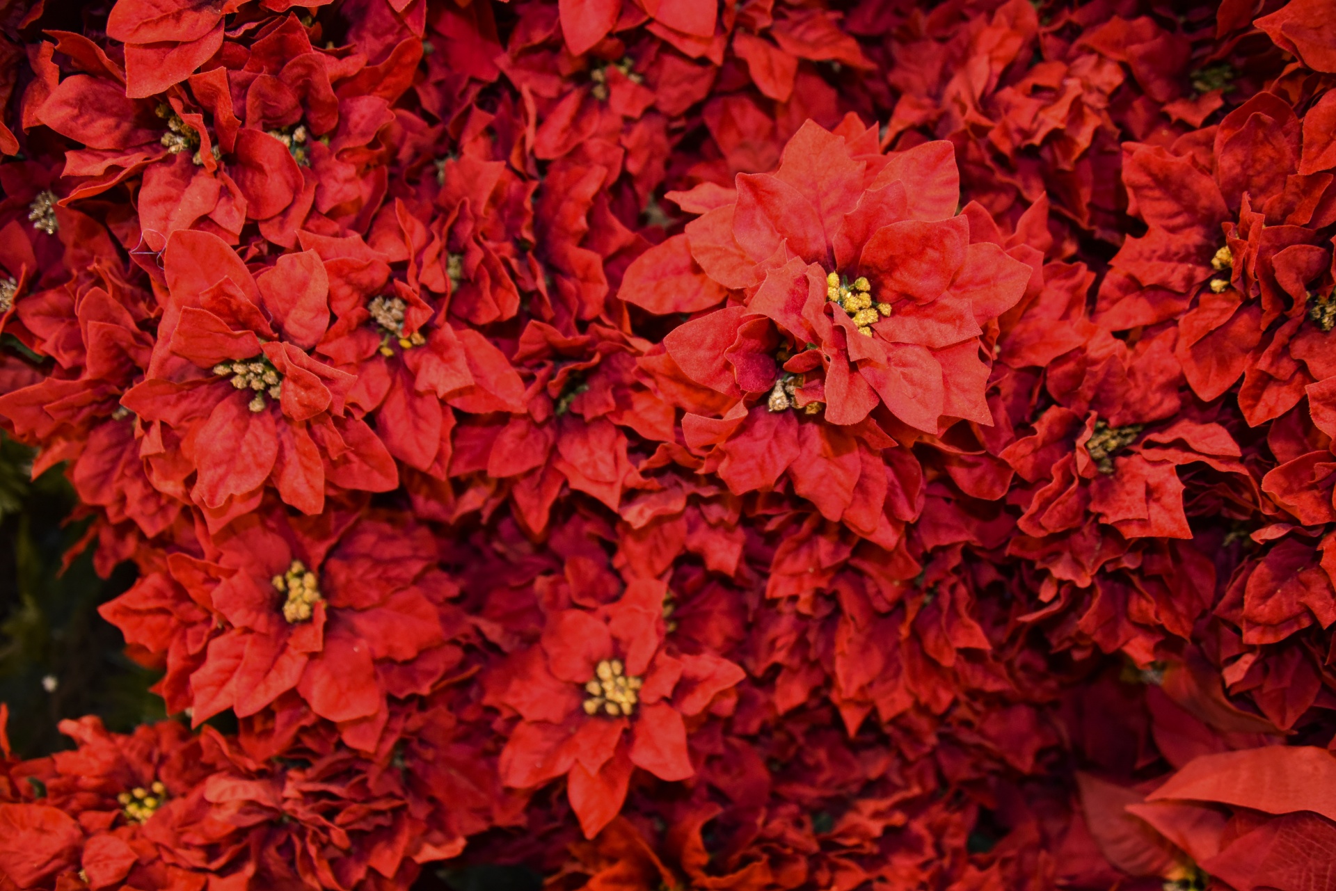 poinsettia poinsettias flower free photo