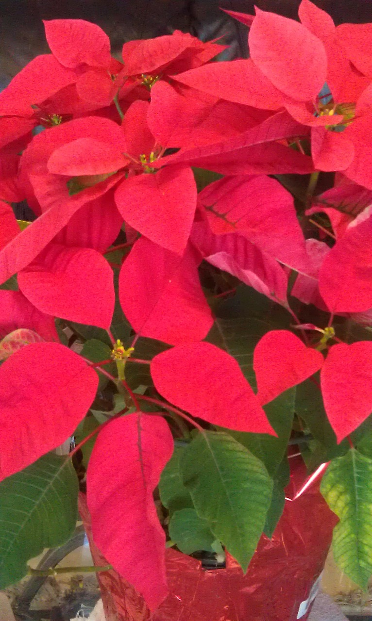 poinsettias red christmas free photo