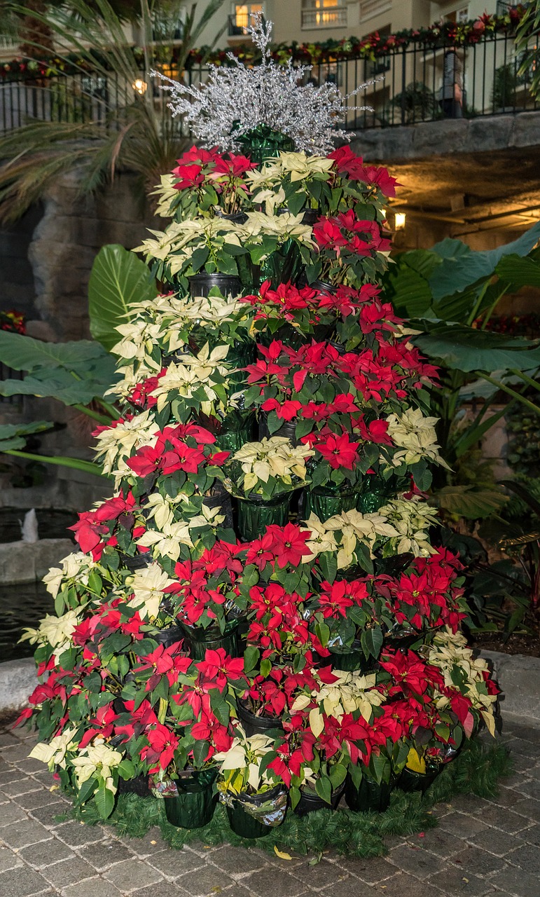 poinsettias tree christmas free photo