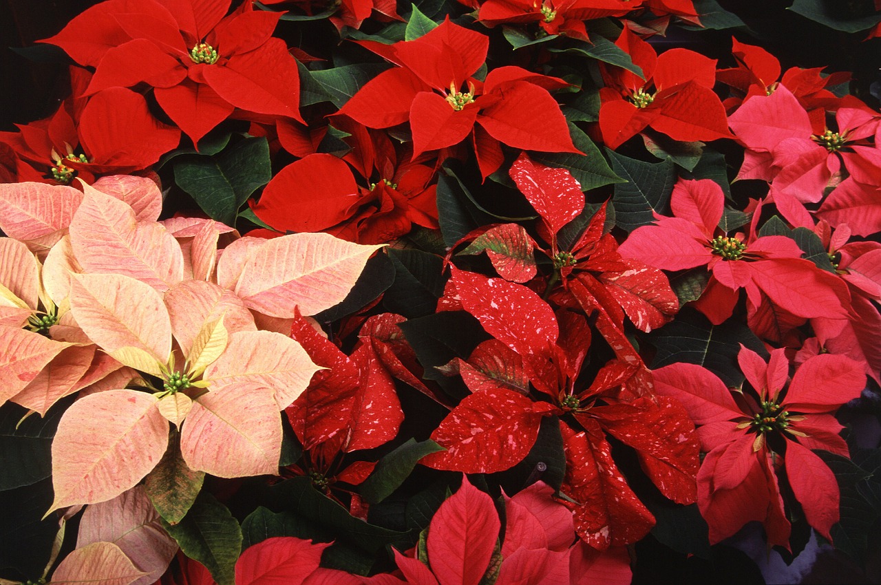 poinsettias plants christmas free photo