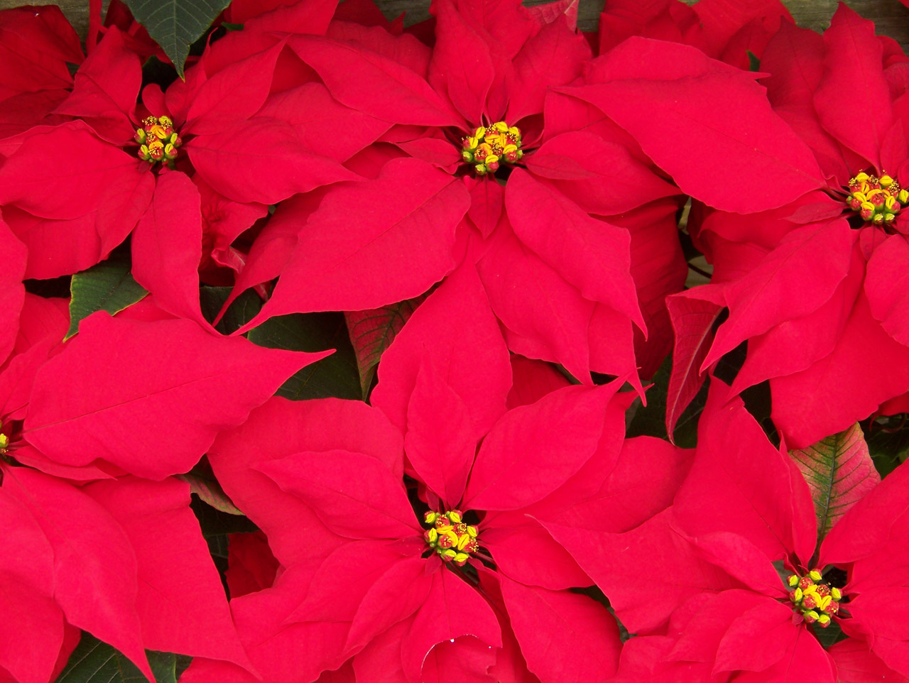 poinsettias flowers christmas free photo