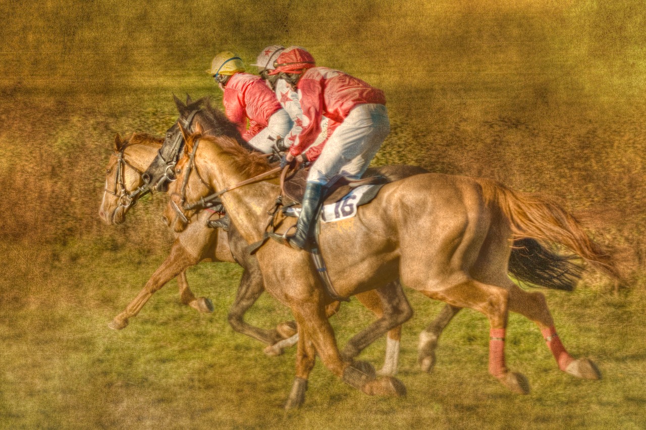 point to point horse racing black forest farm free photo