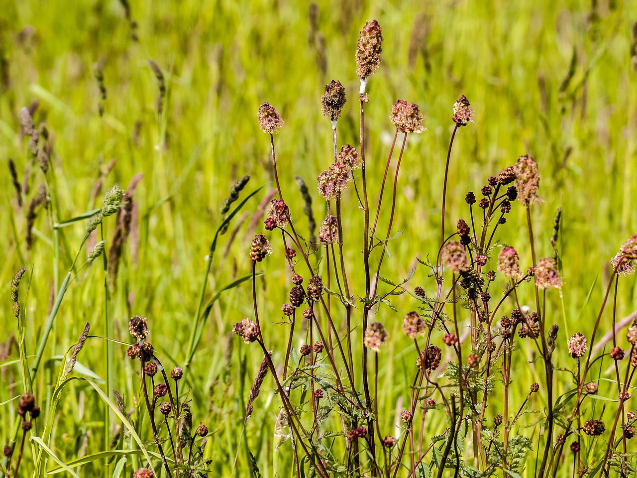 pointed button plant nature free photo