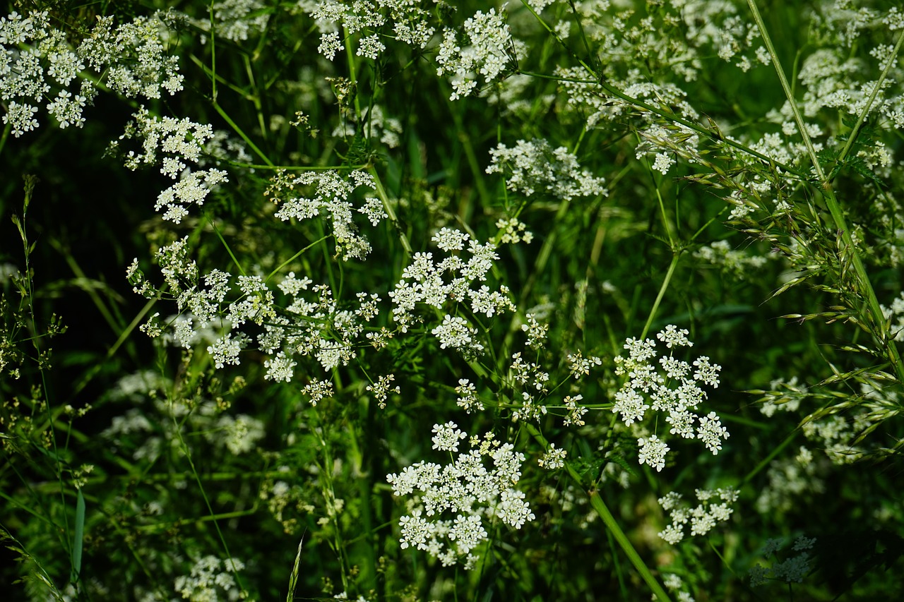 pointed-chervil flowers white free photo