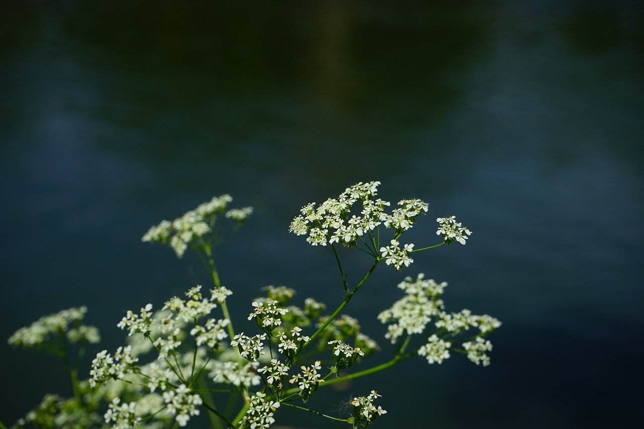 pointed-chervil flowers white free photo