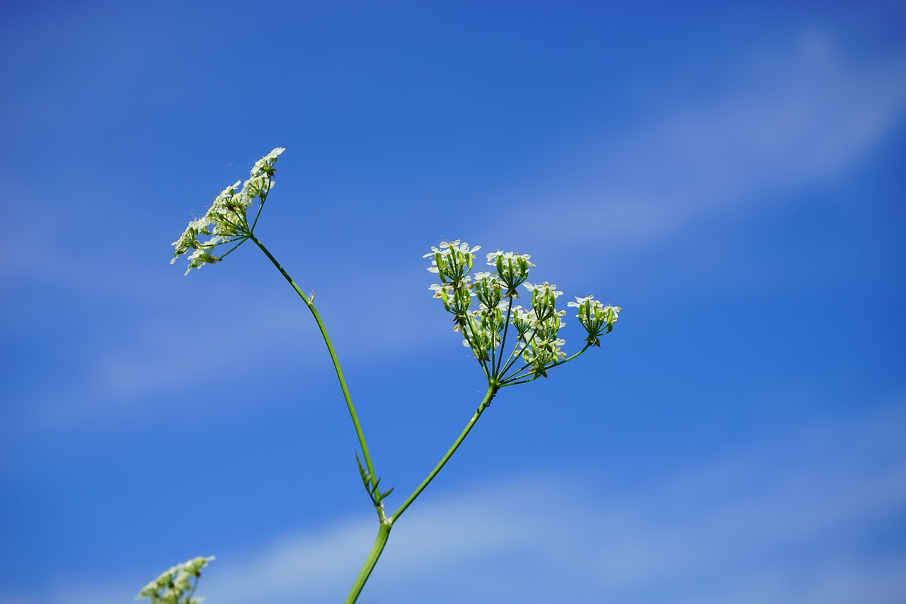 pointed-chervil inflorescence flowers free photo