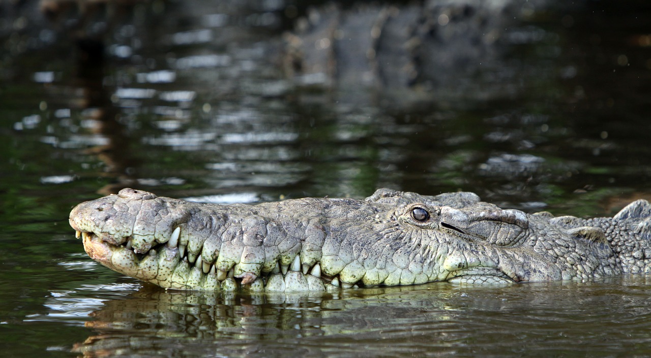 pointed crocodile crocodile crocodylus acutus free photo