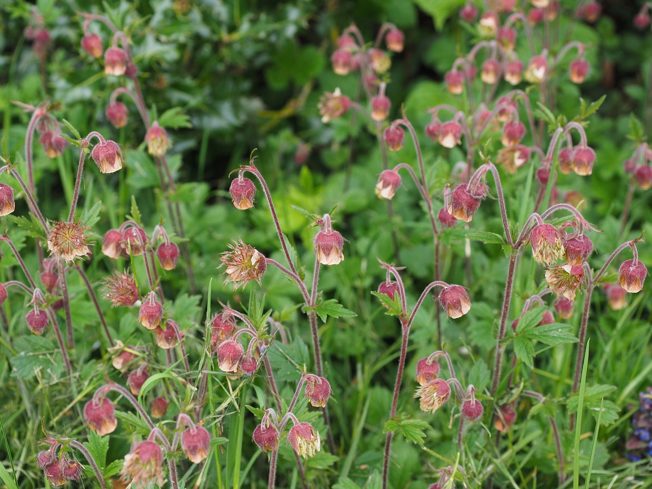 pointed flower avens geum rivale free photo