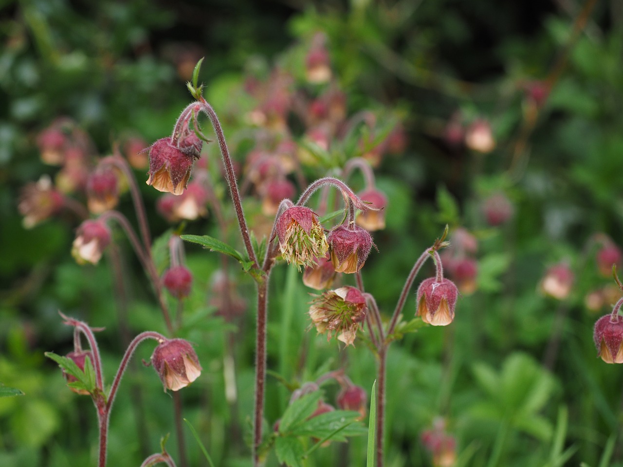 pointed flower avens geum rivale free photo