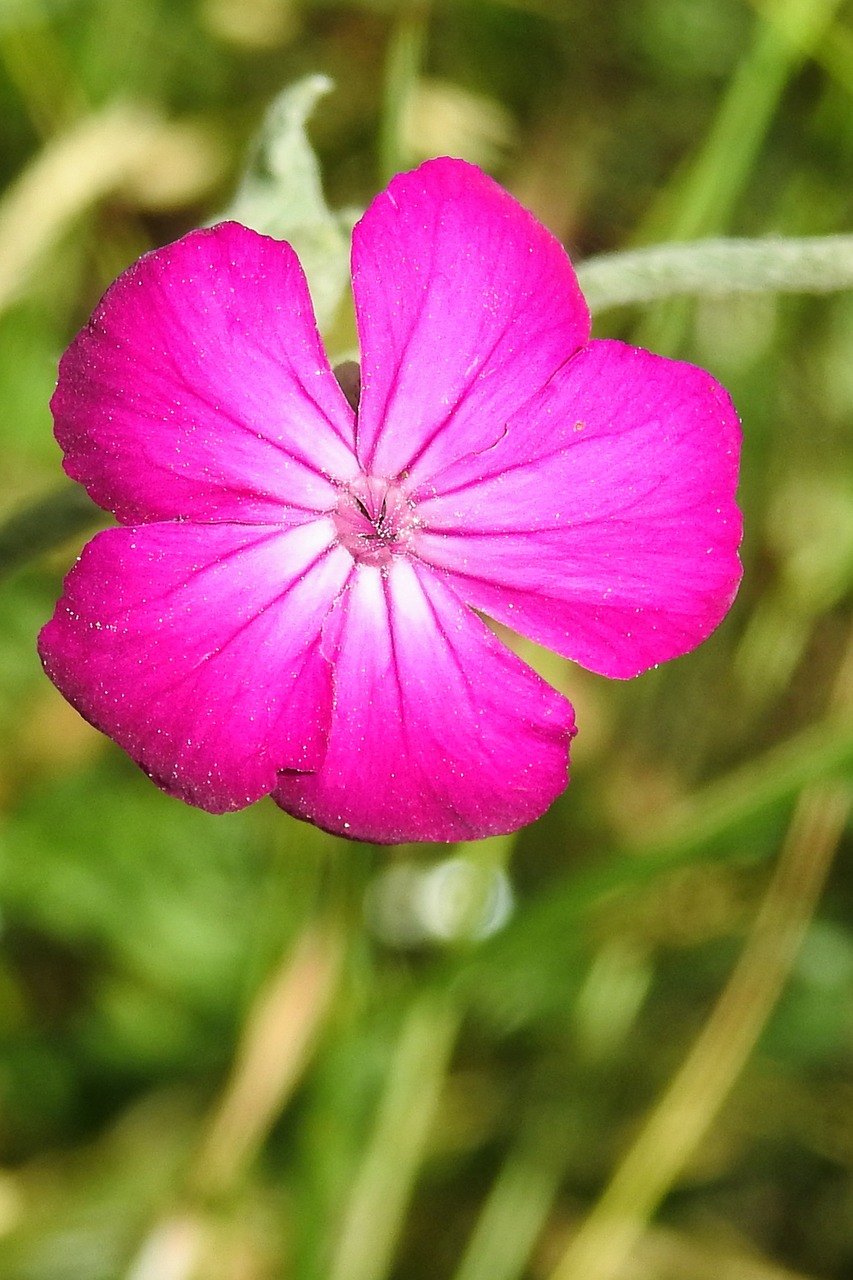 pointed flower wild flower blossom free photo