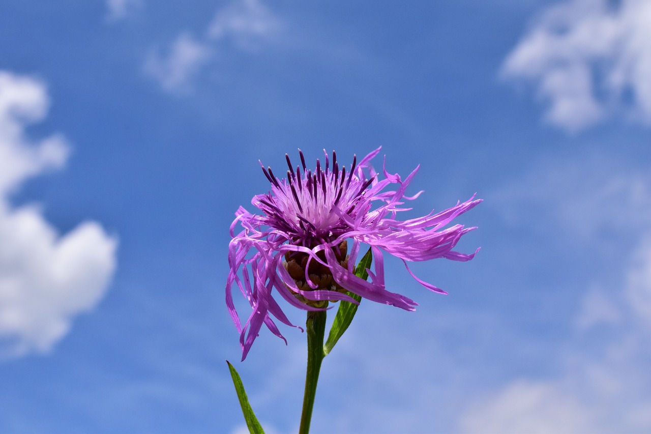 knapweed centaurea jacea had knapweed free photo