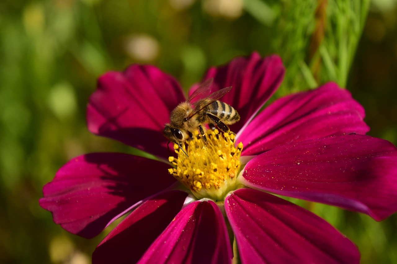 pointed flower bee flower free photo