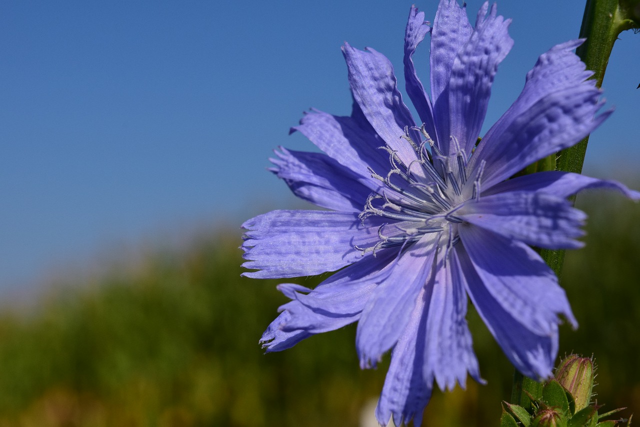 chicory pointed flower roadside free photo