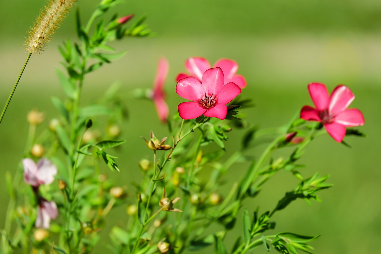 flower red lein blossom free photo