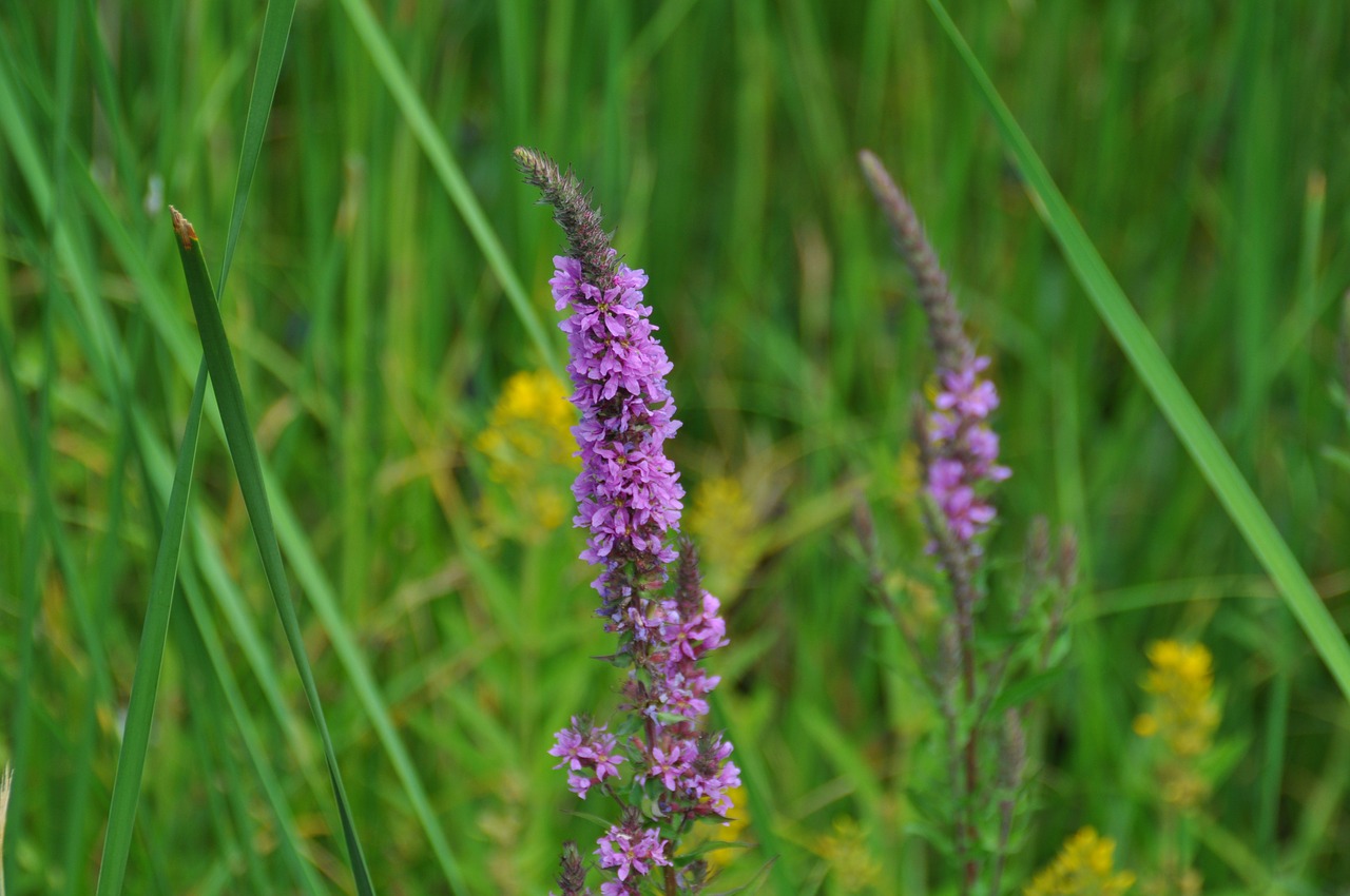 pointed flower meadow summer meadow free photo