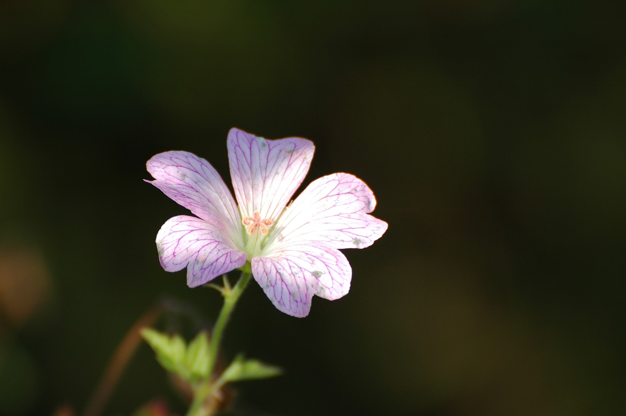 pointed flower blossom bloom free photo