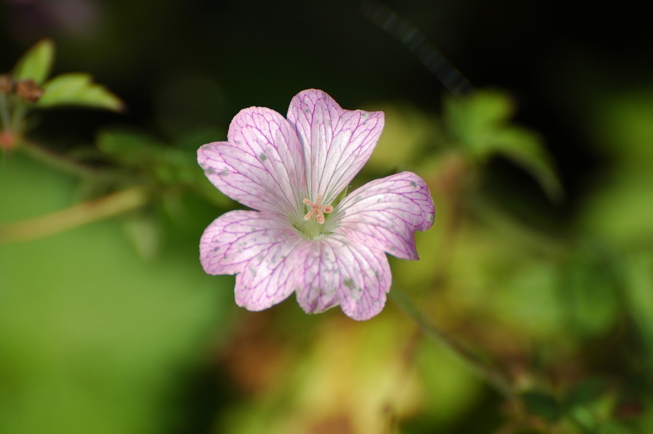 pointed flower blossom bloom free photo