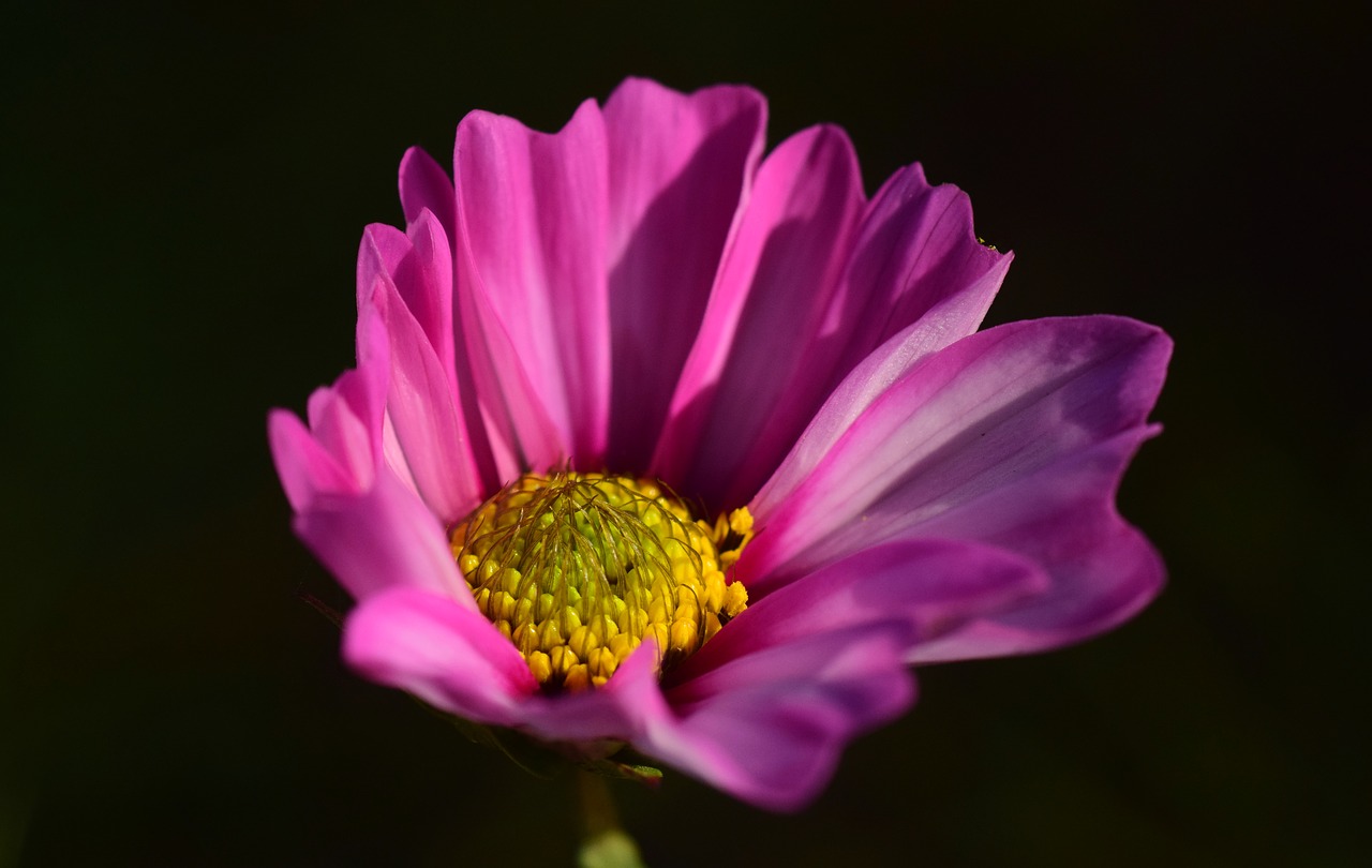 pointed flower purple nature free photo