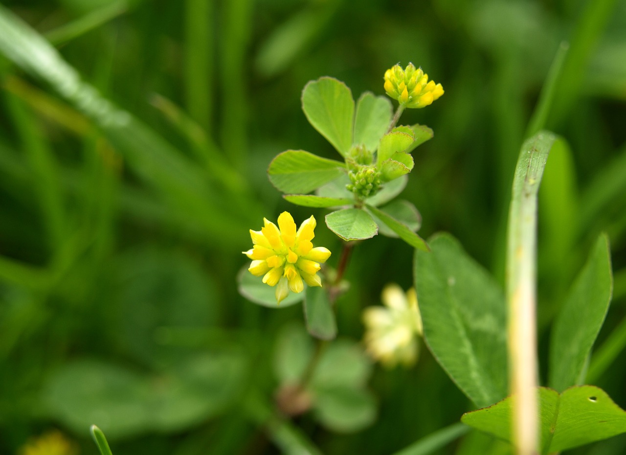 pointed flower yellow bloom free photo