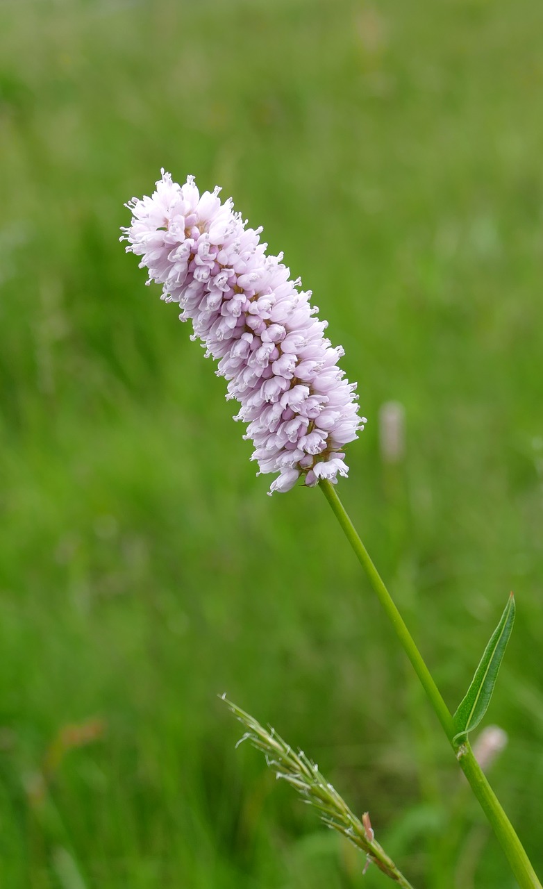 pointed flower  pink  flower free photo