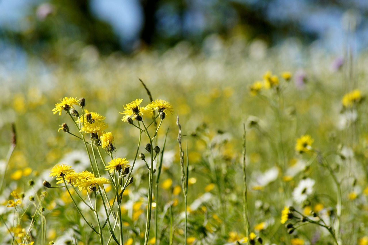 pointed flower  flower  yellow free photo