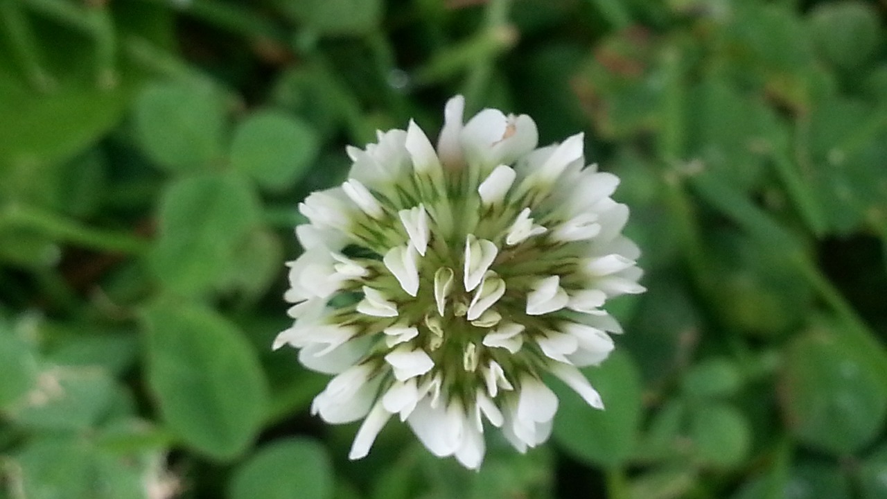 pointed flower nature wild flower free photo