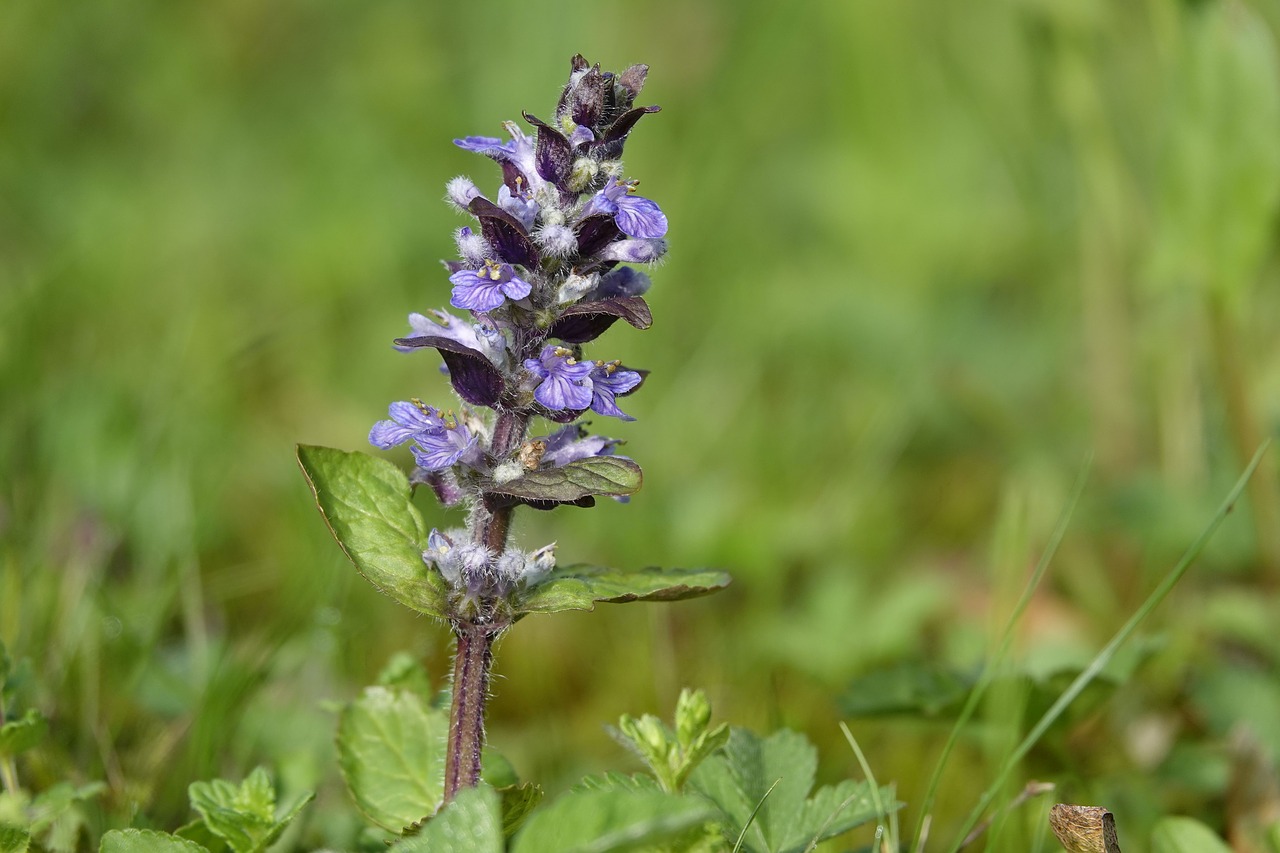 pointed flower  violet  geneva blue bugle or free photo