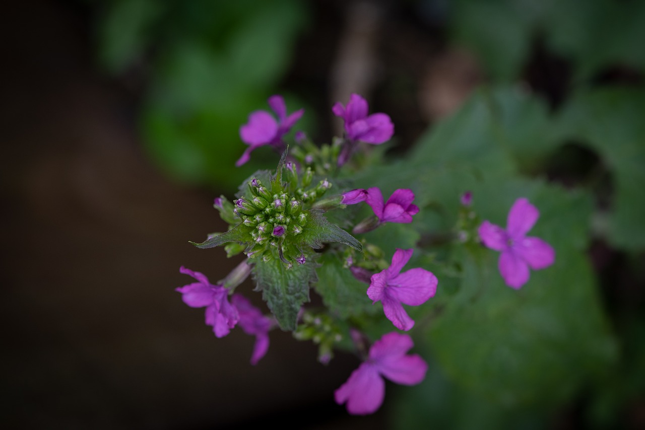 pointed flower  blossom  bloom free photo