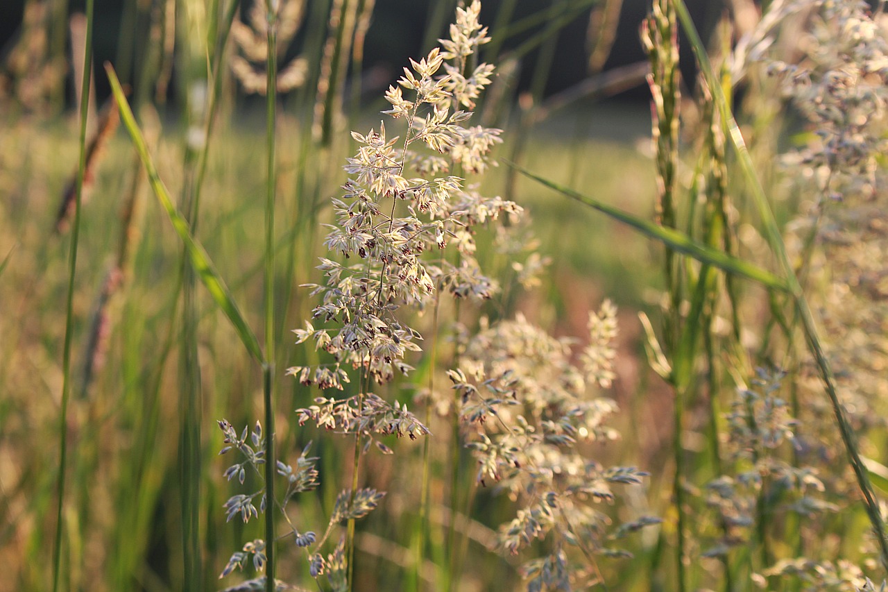 pointed flower wild flower close free photo