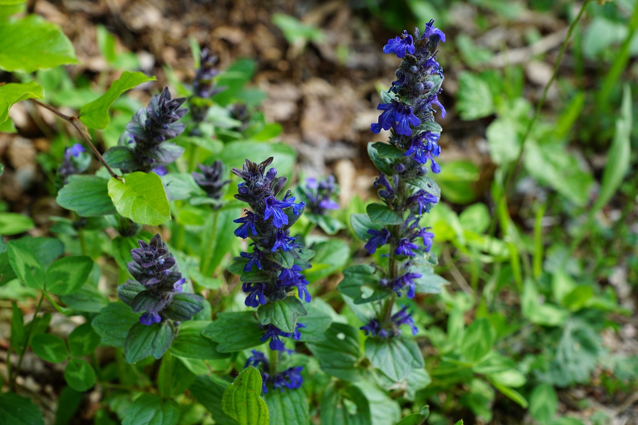 pointed flower nature green free photo