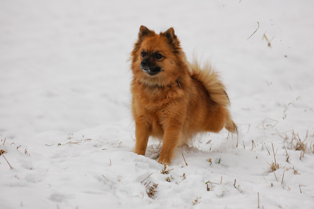 pointed tip dog snow free photo