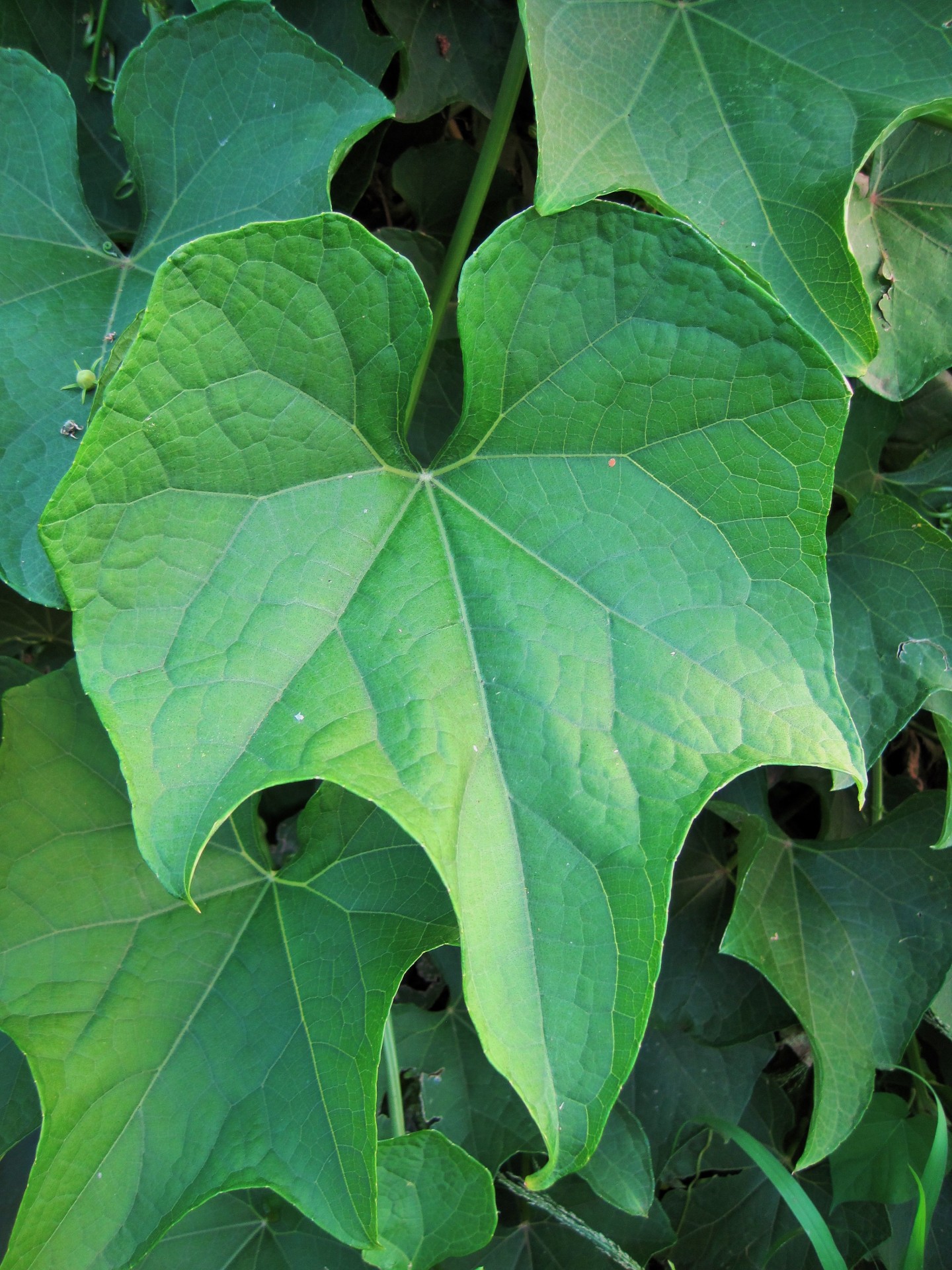 leaf green veins free photo