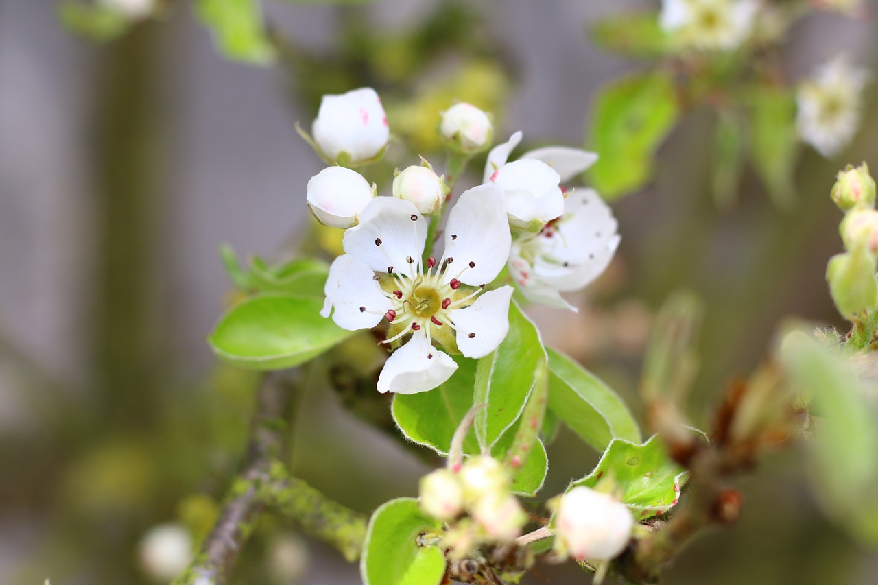 poirier flower branch free photo