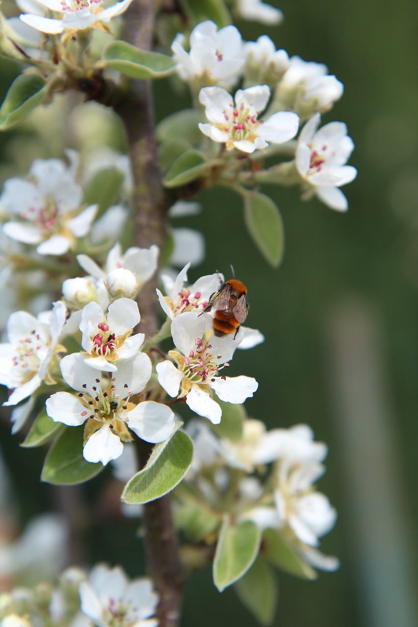 poirier  flowers of poirier  bee free photo