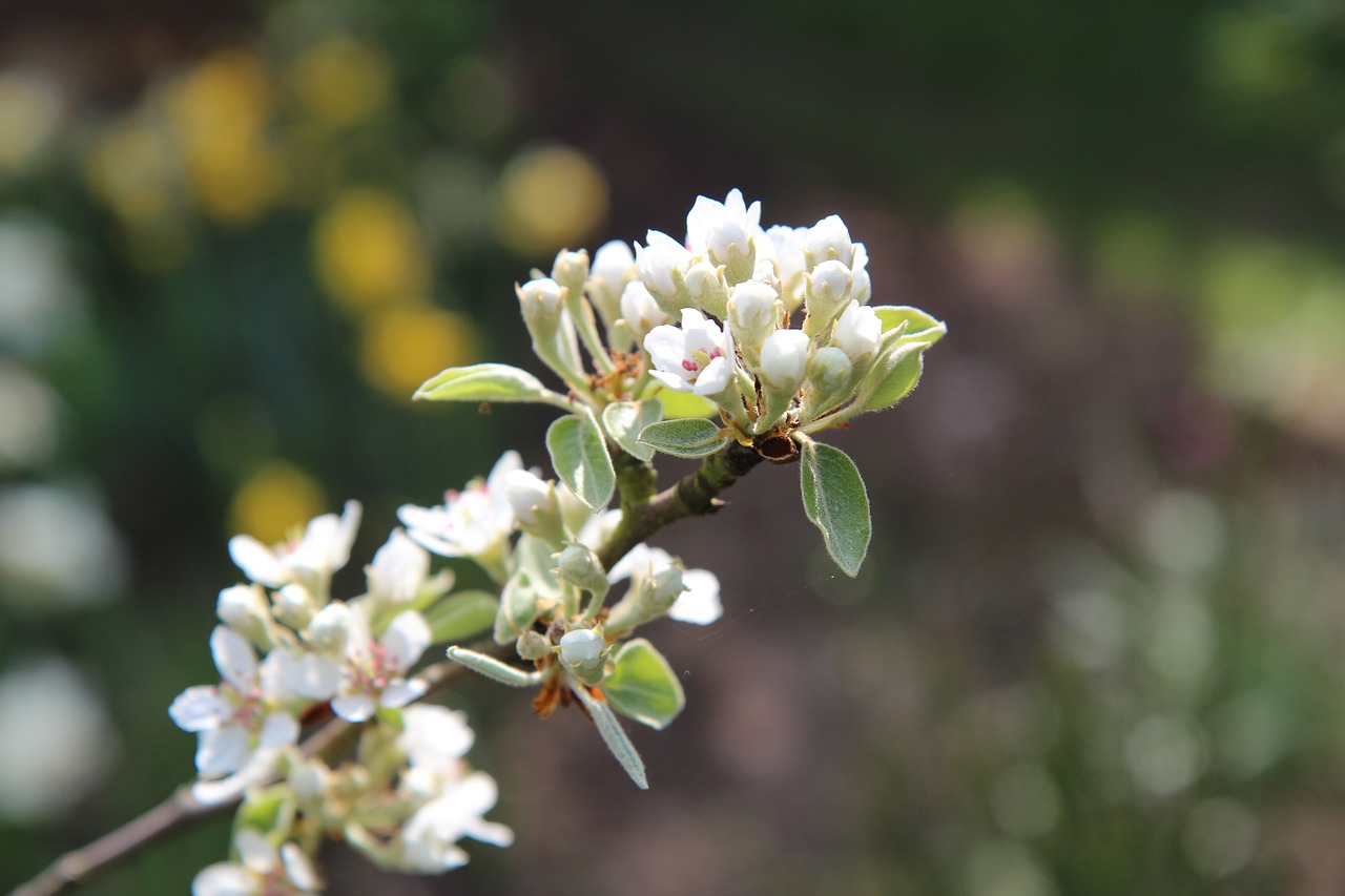 poirier  flower of pear  spring free photo