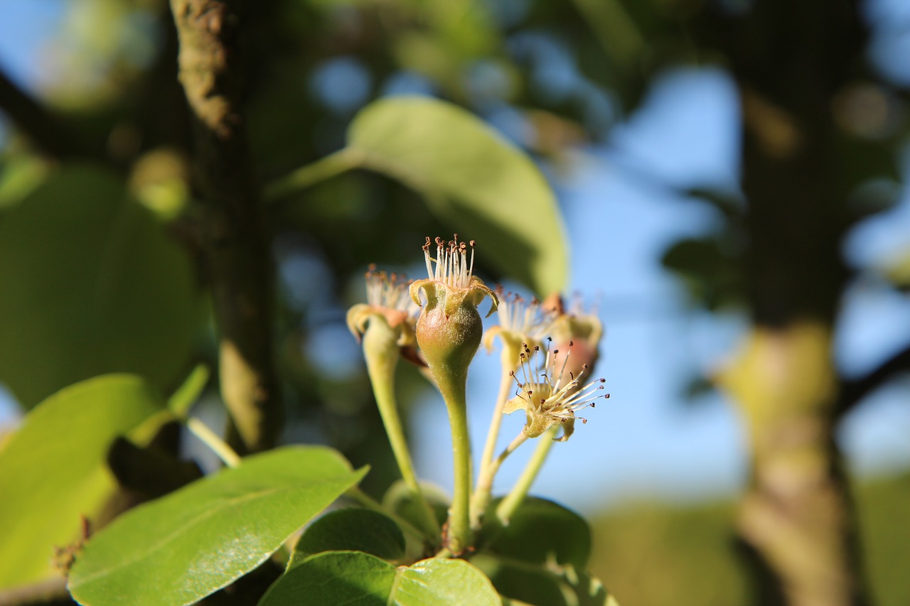 poirier  young pears  green pear free photo