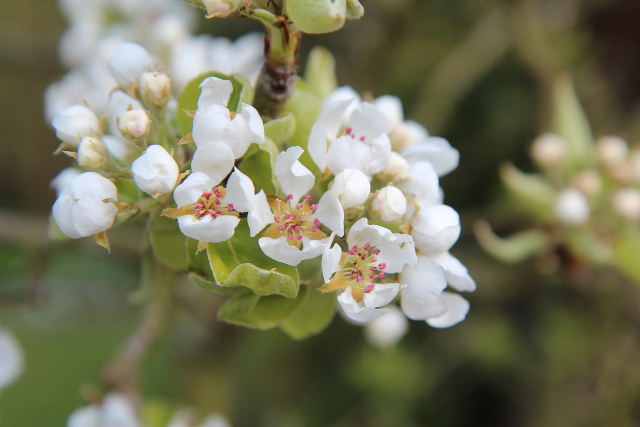 poirier  flowering pear tree  pear free photo