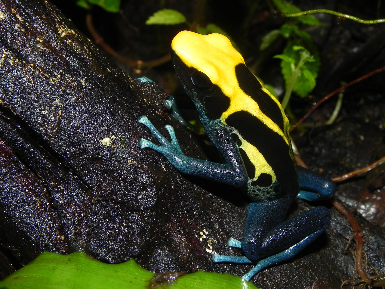 poison dart frog free photo