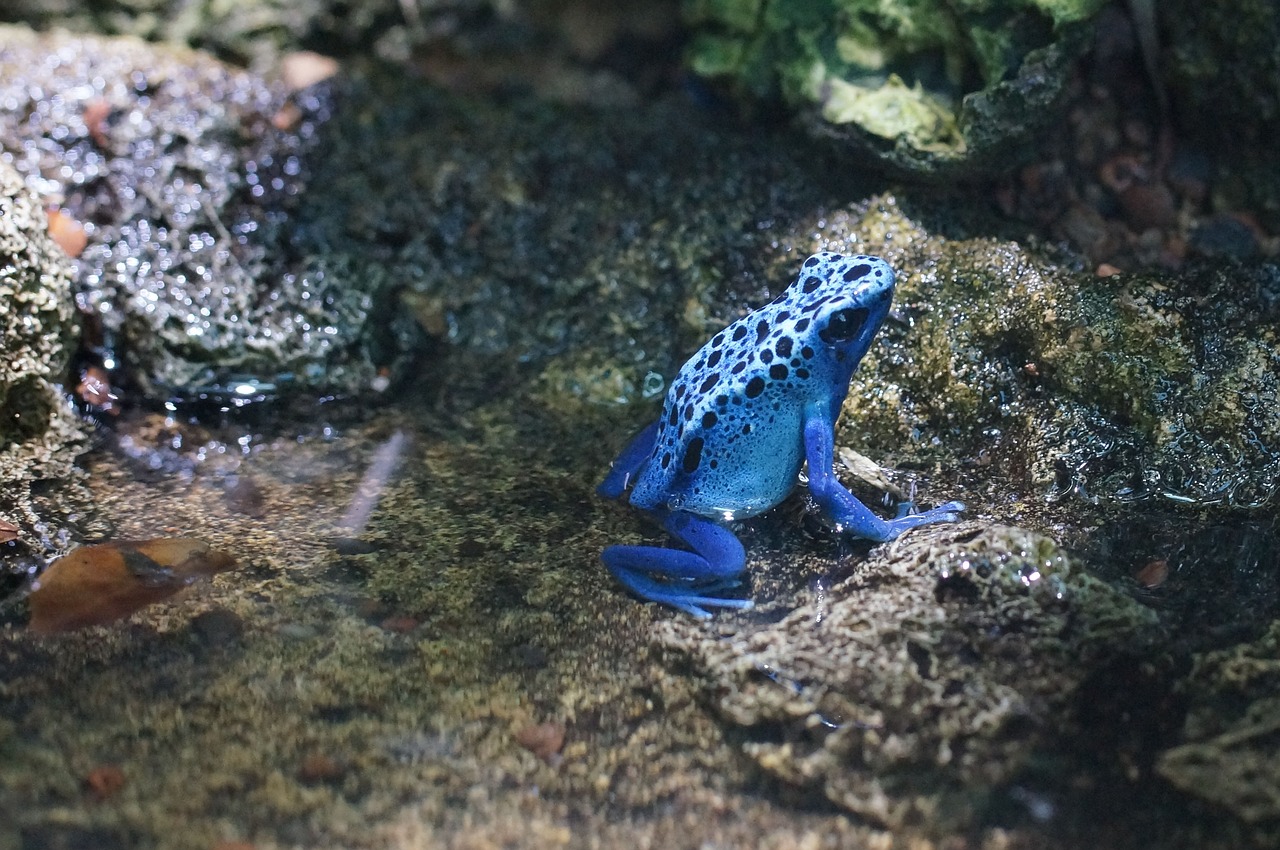 poison frog amphibian small free photo