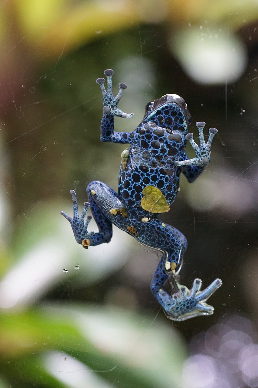 poison frog frog blue free photo