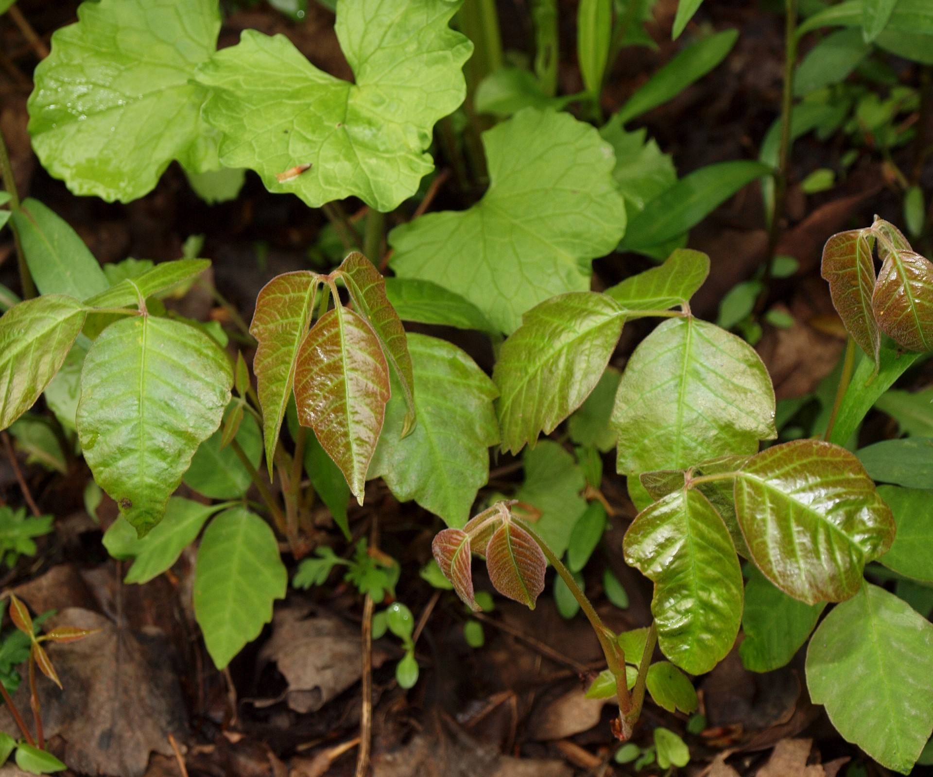 poison ivy leaves three leaves three let them be free photo