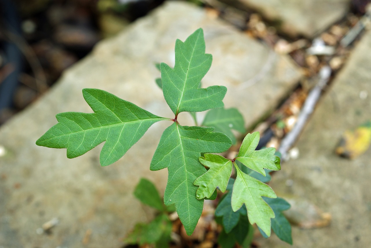 poison ivy leaves of three blisters free photo