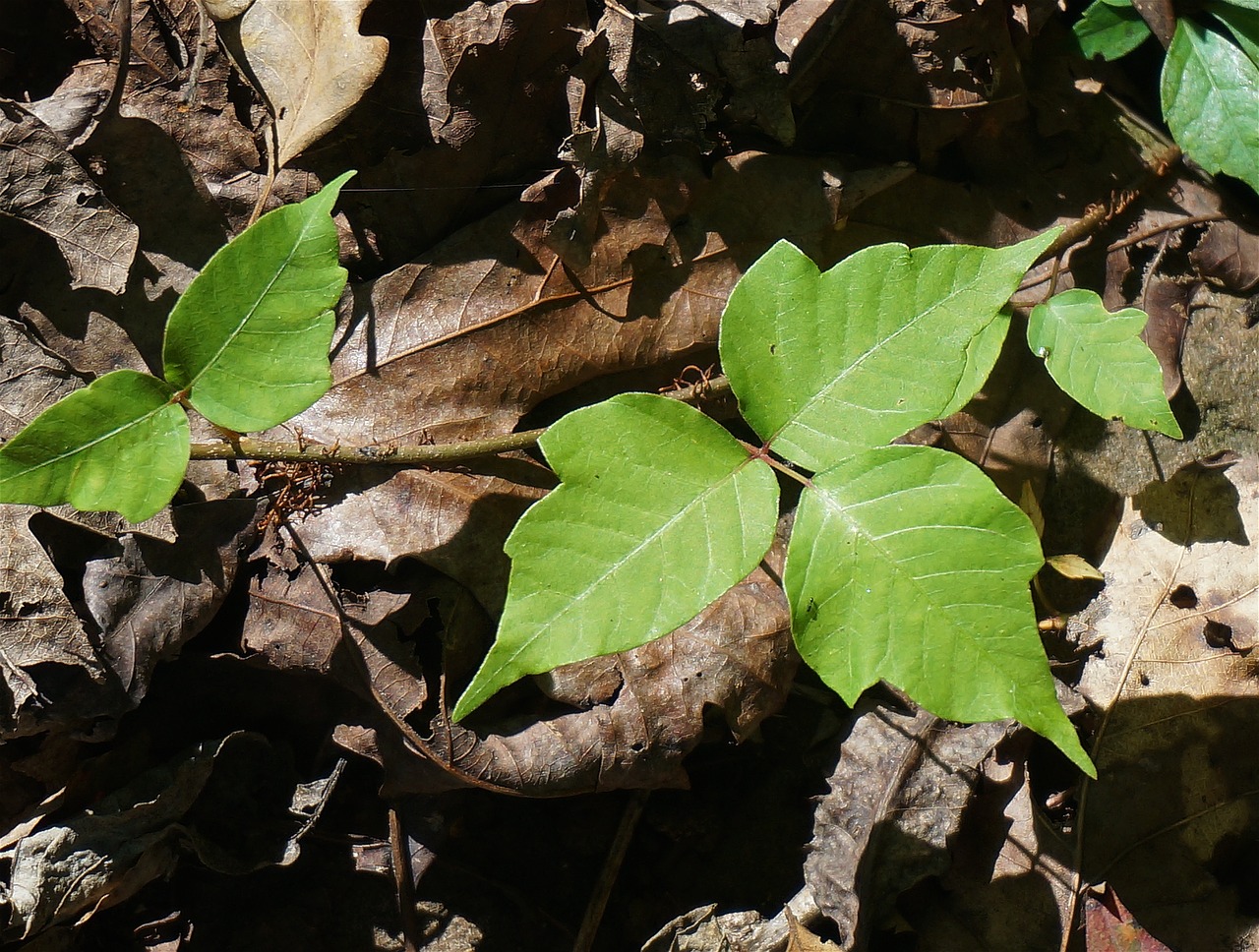 poison ivy plant leaves free photo