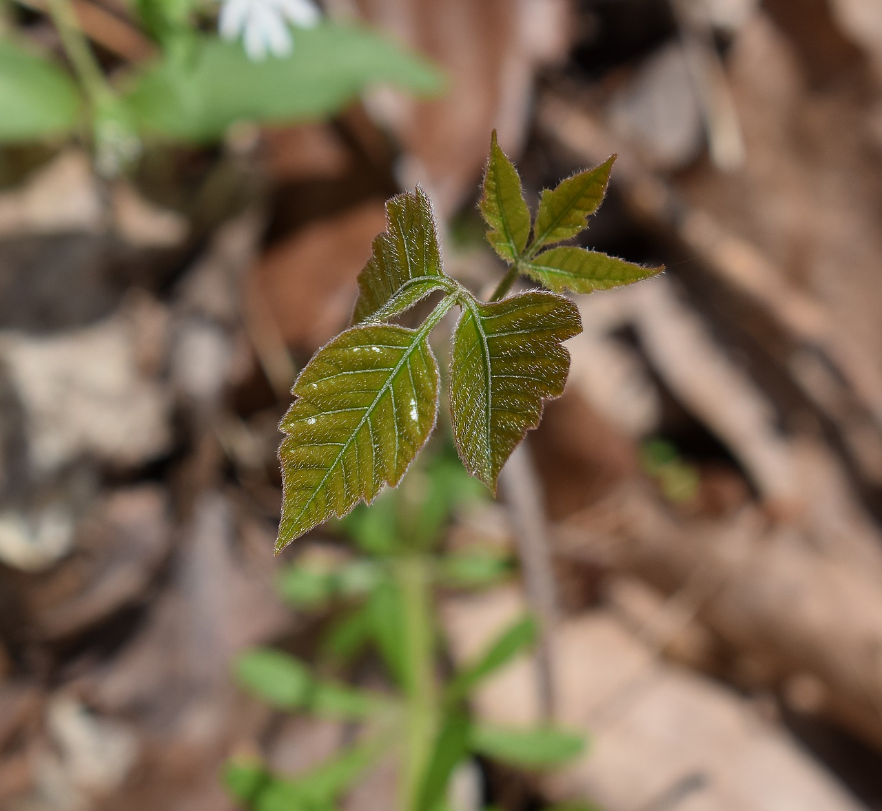poison ivy plant new leaves free photo