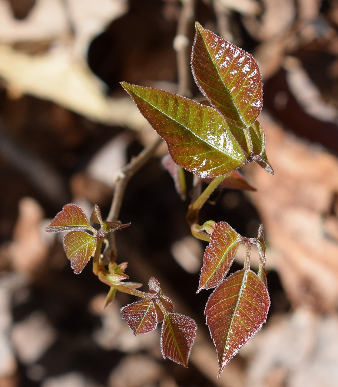poison ivy plant new leaves free photo