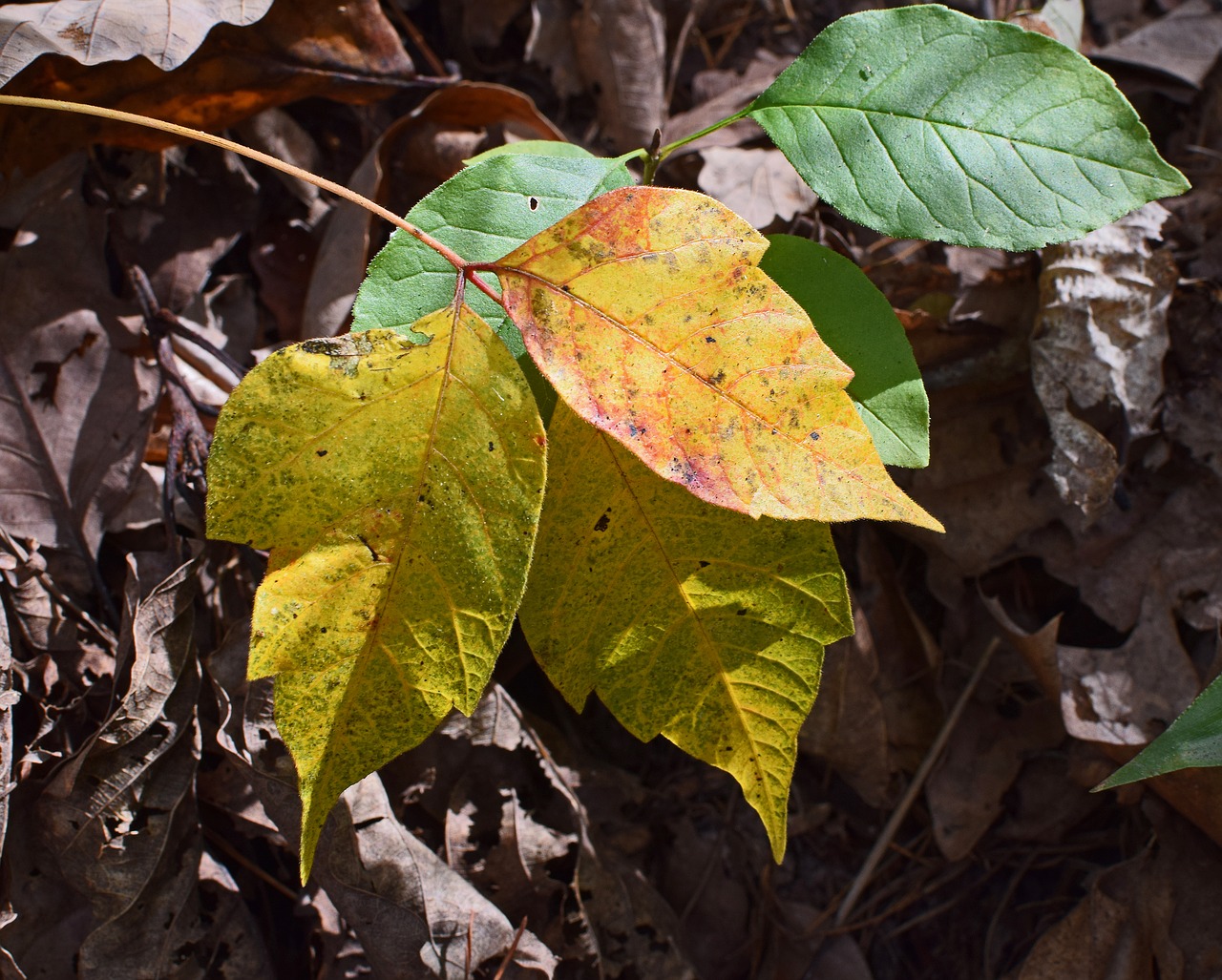 poison ivy fall coloration plant new leaves free photo