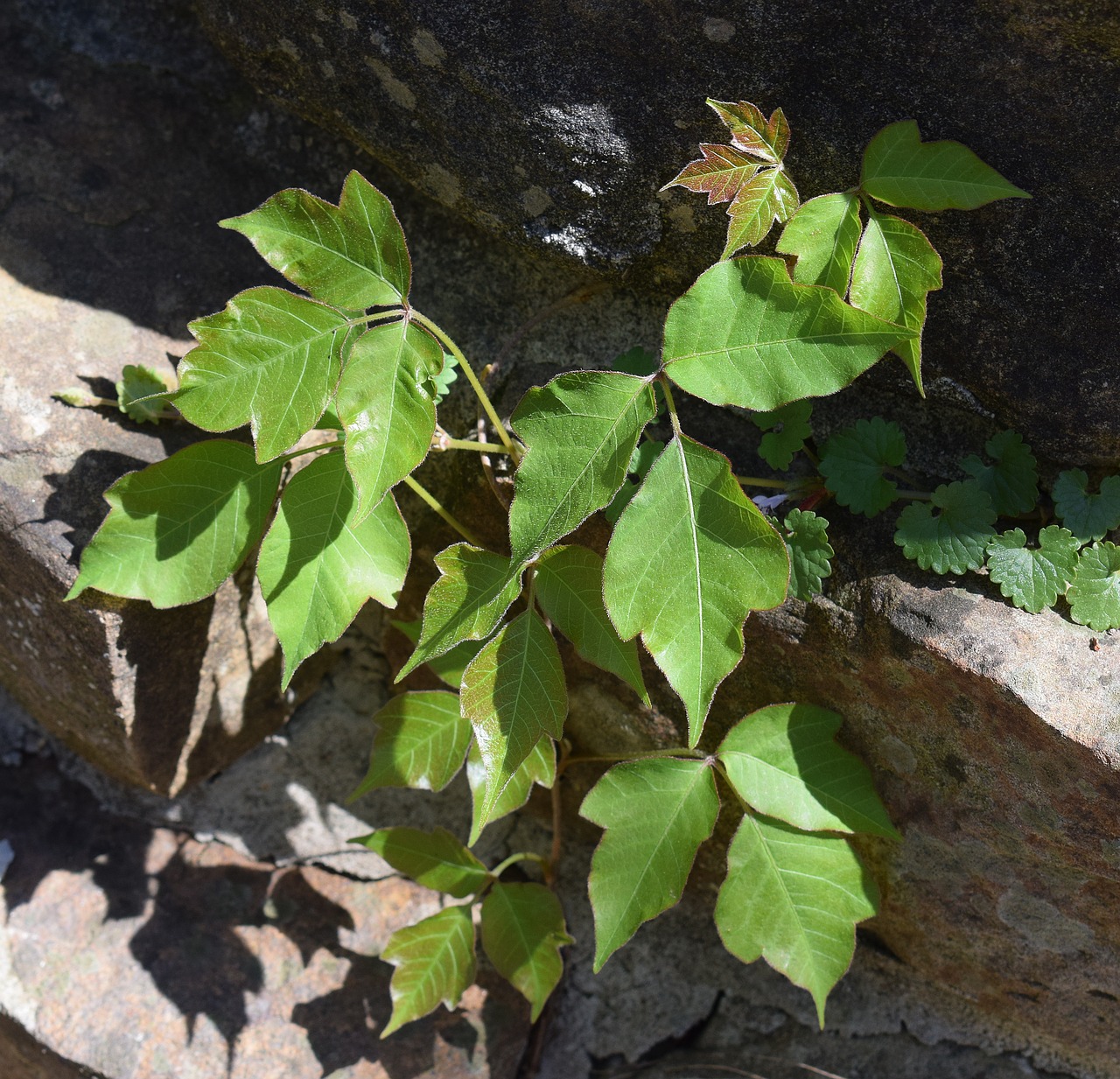 poison ivy on stone wall plant new leaves free photo