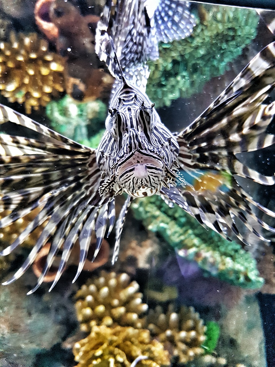 lionfish poisonous nature free photo